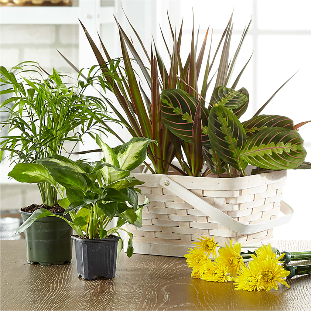 Florist Designed Blooming and Green Plants in a Basket – FELTY-ROLAND FLORIST & PLANT INC, Elizabethton TN