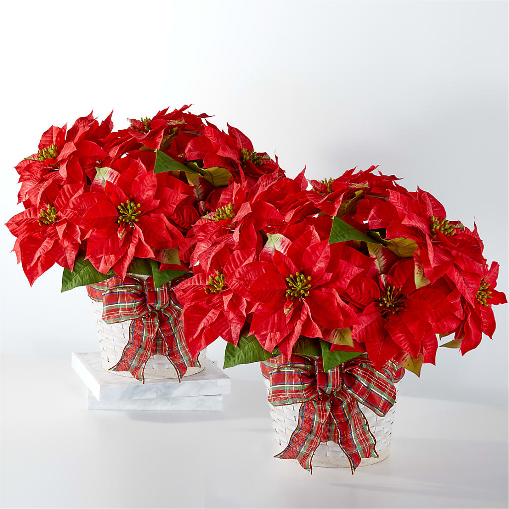 Happiest Holidays Poinsettia Bundle – FELTY-ROLAND FLORIST & PLANT INC, Elizabethton TN