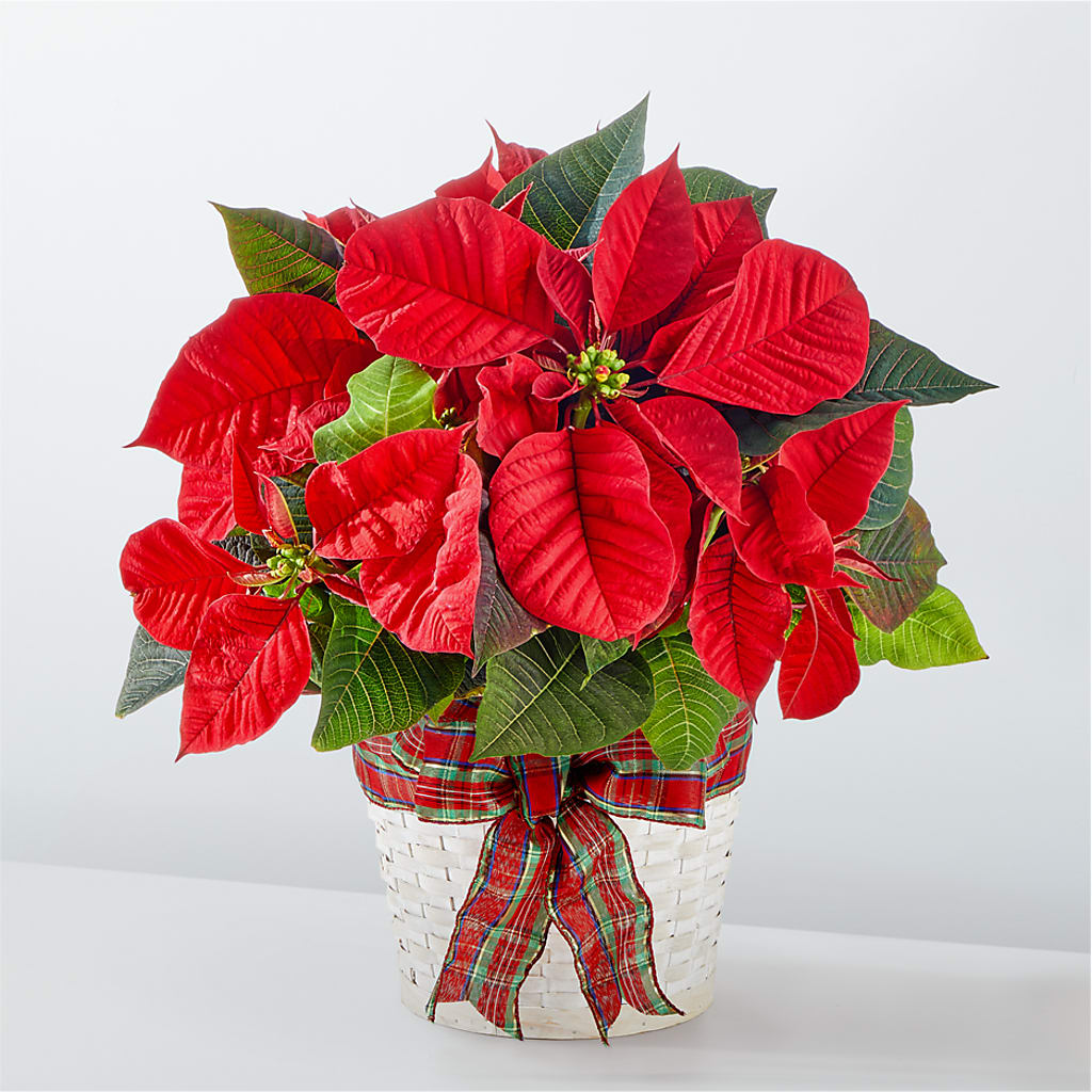 Happiest Holidays Poinsettia – FELTY-ROLAND FLORIST & PLANT INC, Elizabethton TN