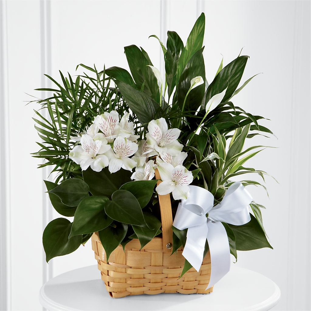 Peace & Serenity Dishgarden – FELTY-ROLAND FLORIST & PLANT INC, Elizabethton TN