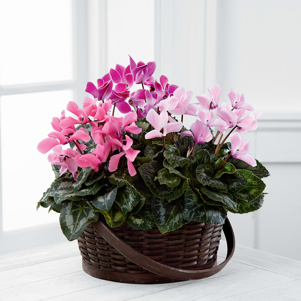 Mixed Cyclamen Planter – FELTY-ROLAND FLORIST & PLANT INC, Elizabethton TN
