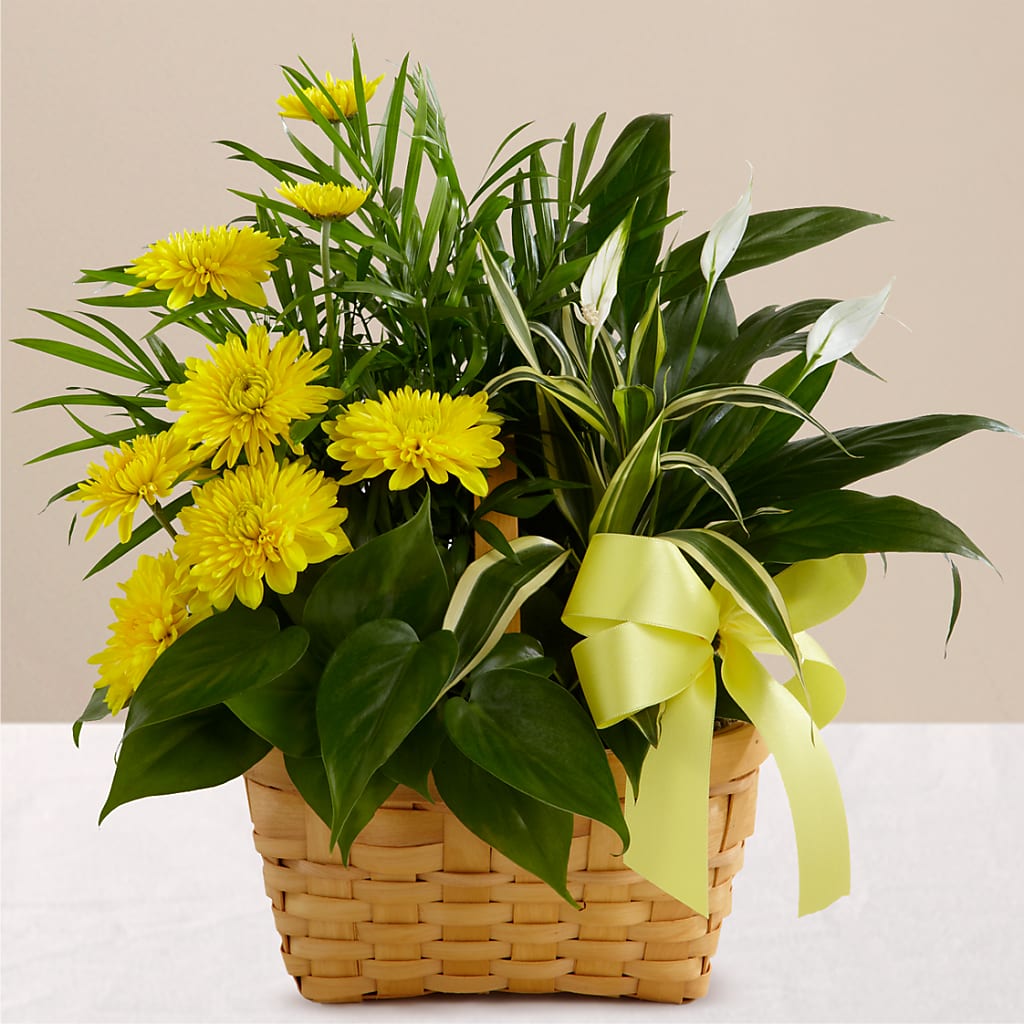 Loving Light Dishgarden – FELTY-ROLAND FLORIST & PLANT INC, Elizabethton TN