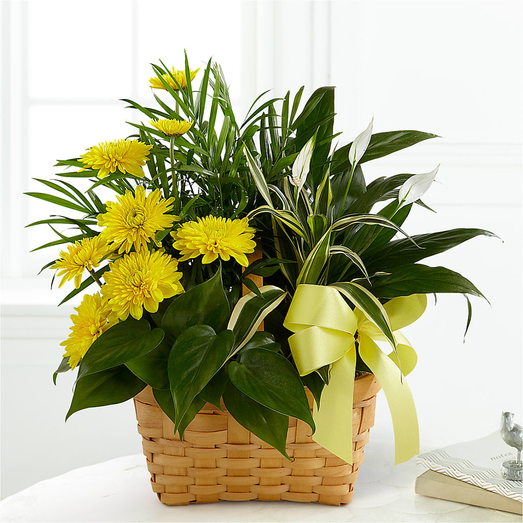 Loving Light Dishgarden – FELTY-ROLAND FLORIST & PLANT INC, Elizabethton TN