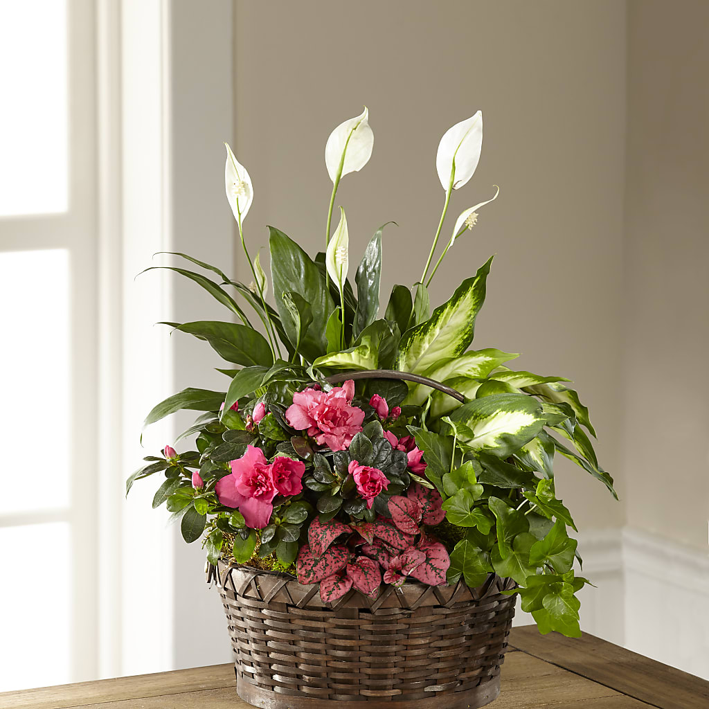 Dream in Pink Dishgarden – FELTY-ROLAND FLORIST & PLANT INC, Elizabethton TN