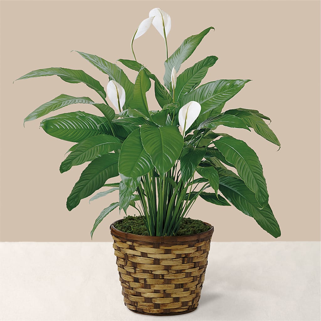 Tranquil Moments Peace Lily Plant – FELTY-ROLAND FLORIST & PLANT INC, Elizabethton TN