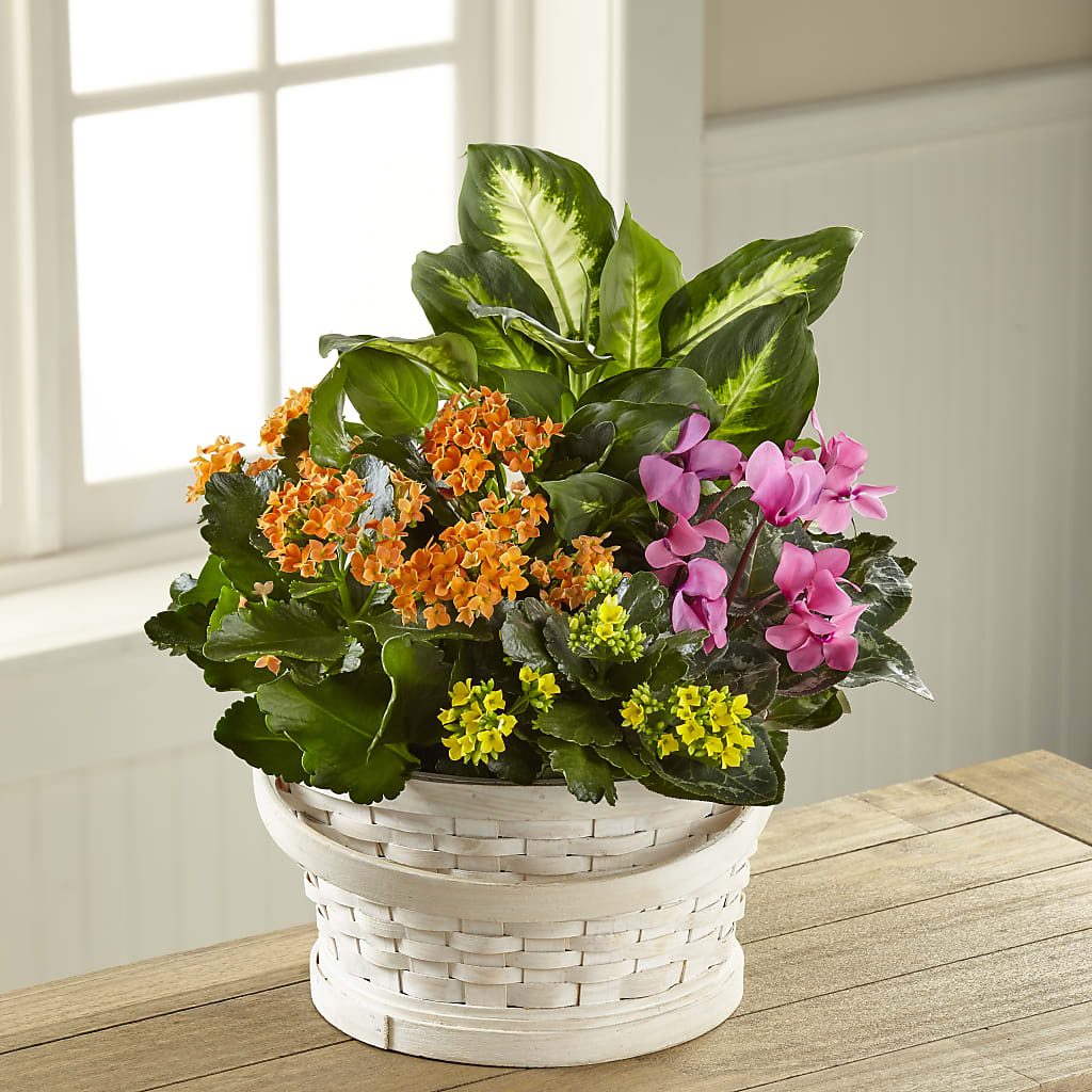 Color Crush Dishgarden – FELTY-ROLAND FLORIST & PLANT INC, Elizabethton TN