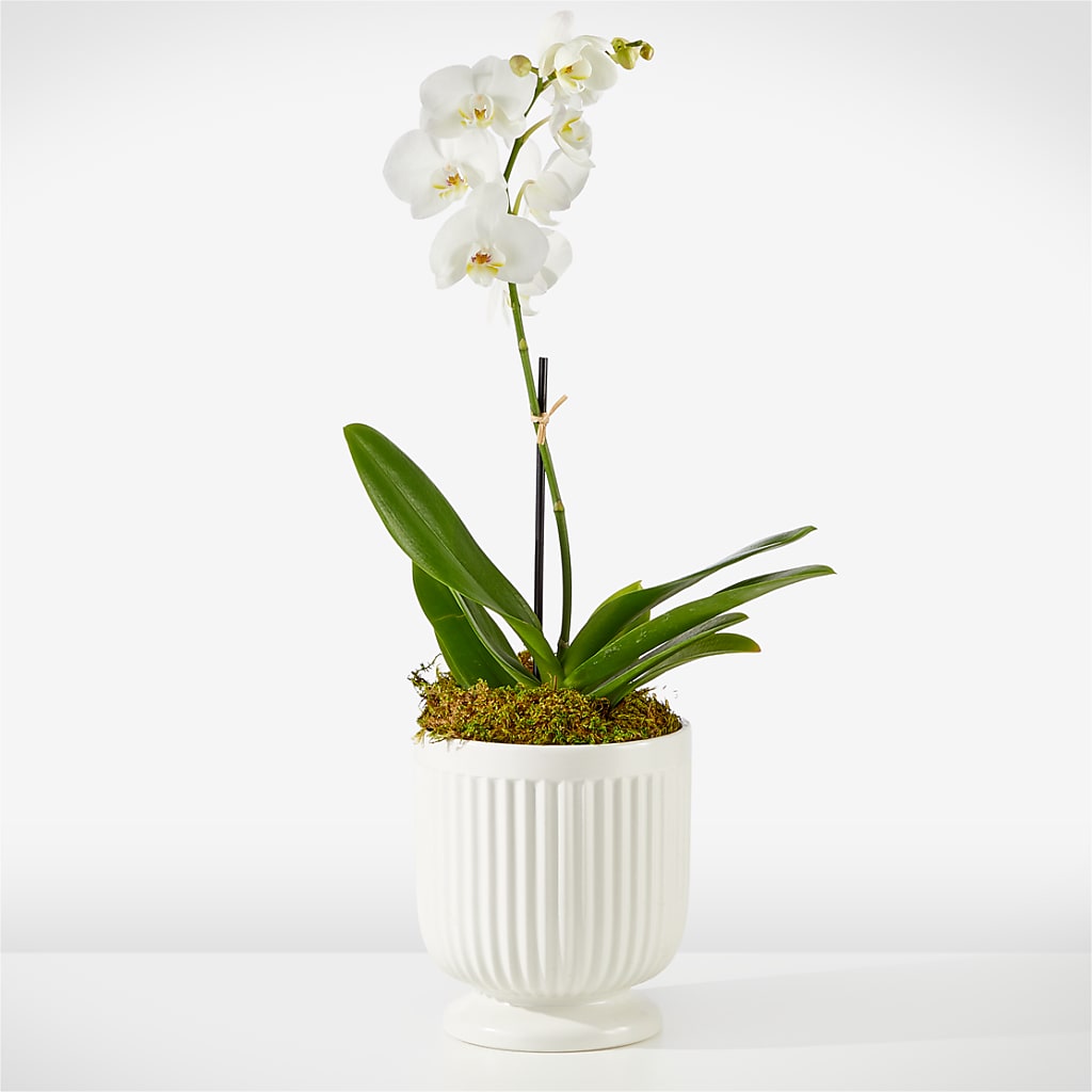Whispering White Orchid – FELTY-ROLAND FLORIST & PLANT INC, Elizabethton TN