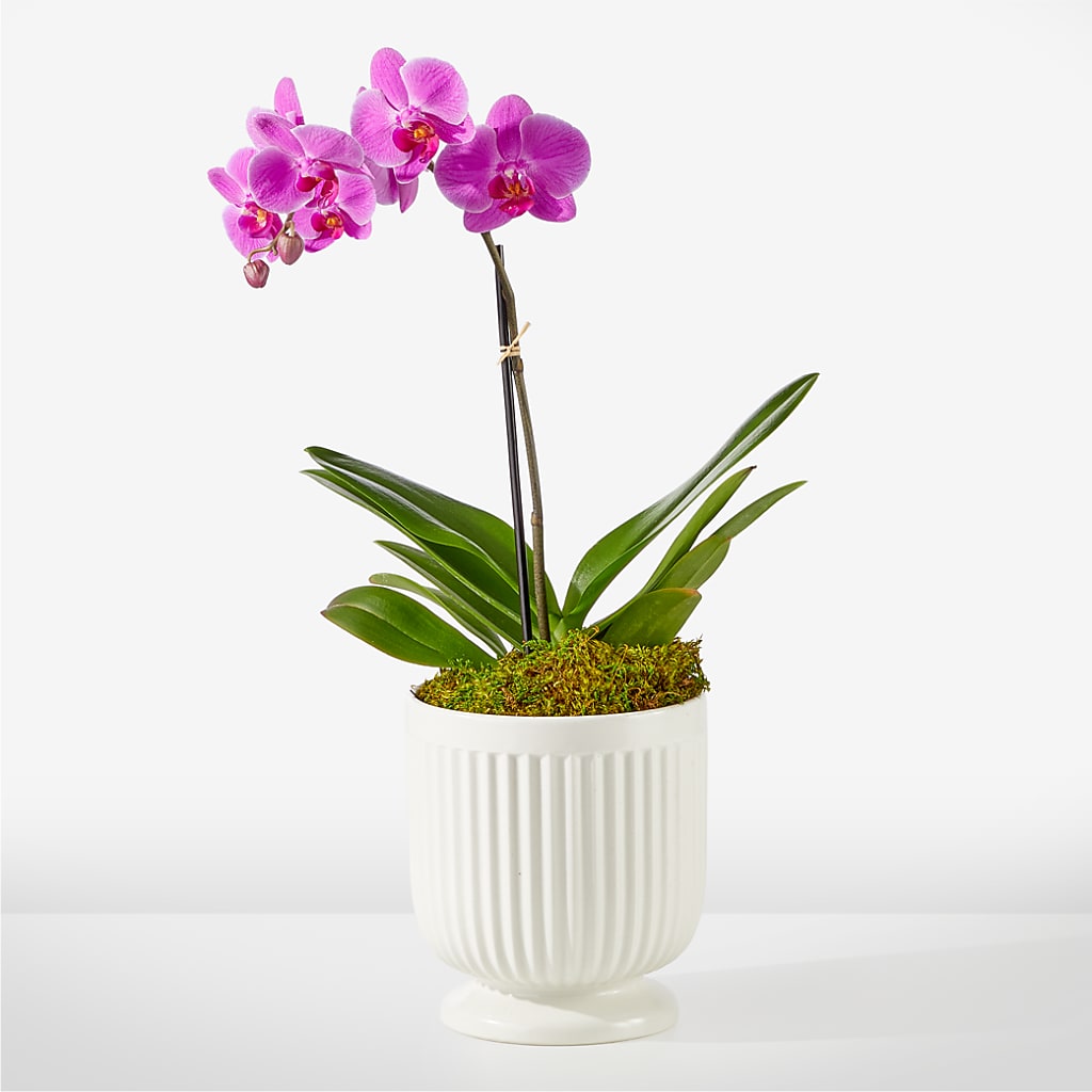 Friendly Fuchsia Orchid – FELTY-ROLAND FLORIST & PLANT INC, Elizabethton TN