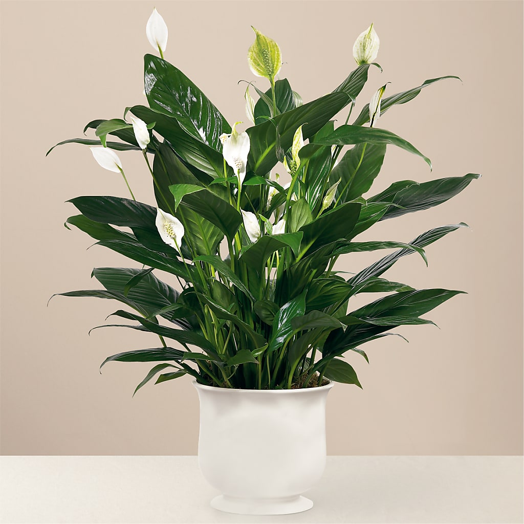 Comfort Planter – FELTY-ROLAND FLORIST & PLANT INC, Elizabethton TN