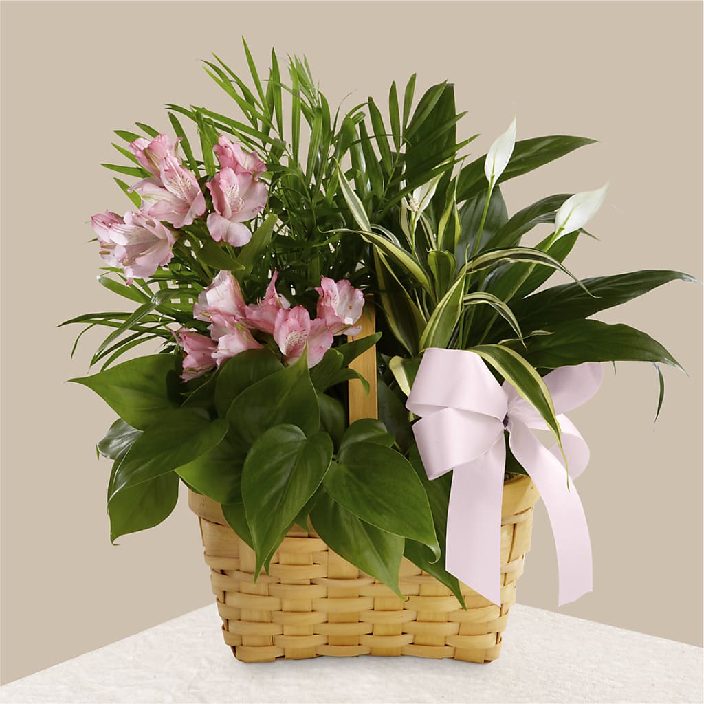 Living Spirit Dishgarden – FELTY-ROLAND FLORIST & PLANT INC, Elizabethton TN