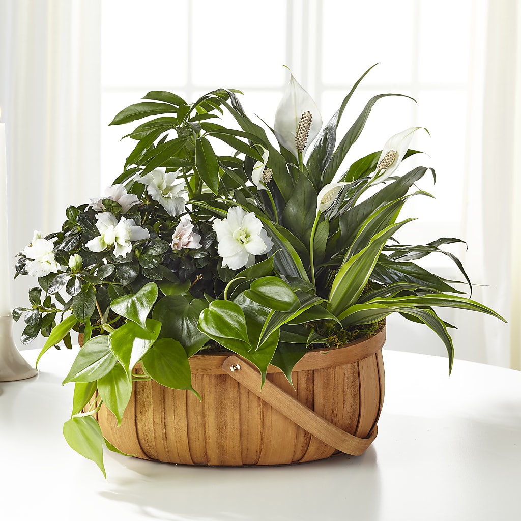 Serene Dishgarden – FELTY-ROLAND FLORIST & PLANT INC, Elizabethton TN