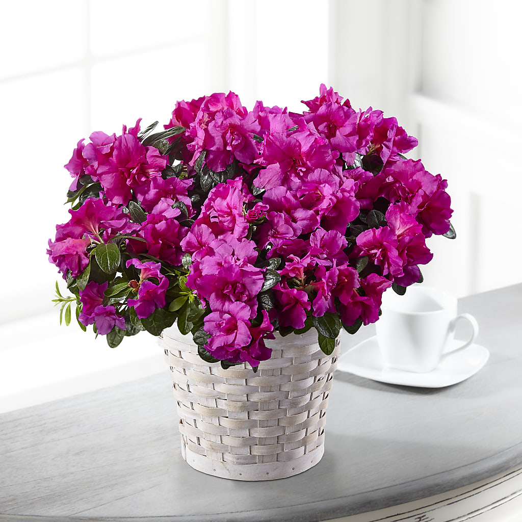 Hope & Serenity Azalea Plant – FELTY-ROLAND FLORIST & PLANT INC, Elizabethton TN