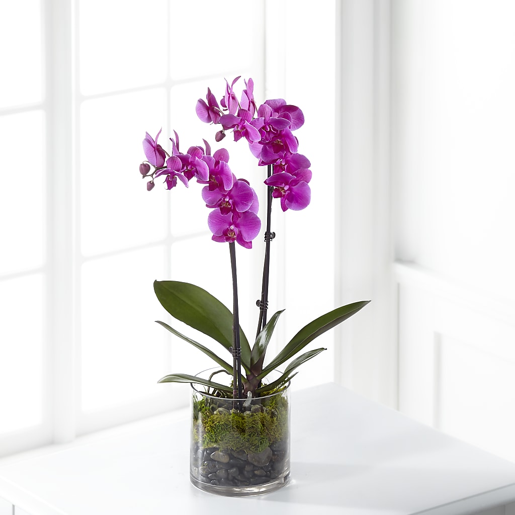 Pink Orchid Plant – FELTY-ROLAND FLORIST & PLANT INC, Elizabethton TN