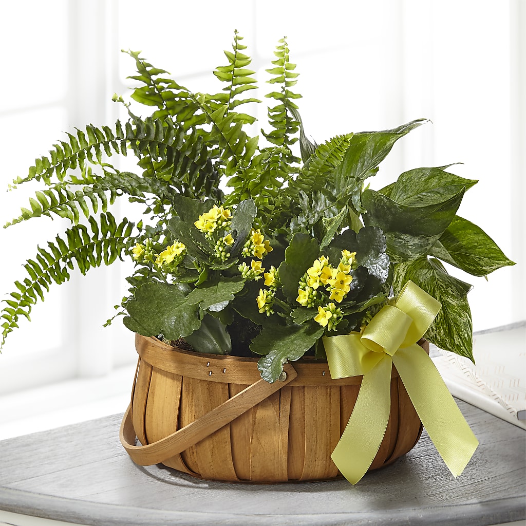 Always Dear Dishgarden – FELTY-ROLAND FLORIST & PLANT INC, Elizabethton TN