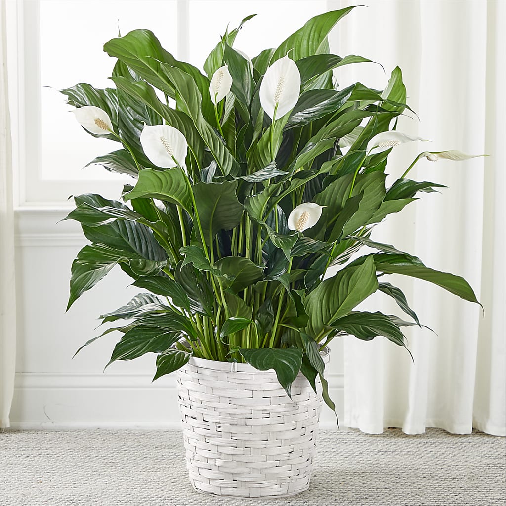 A New Leaf Peace Lily – FELTY-ROLAND FLORIST & PLANT INC, Elizabethton TN