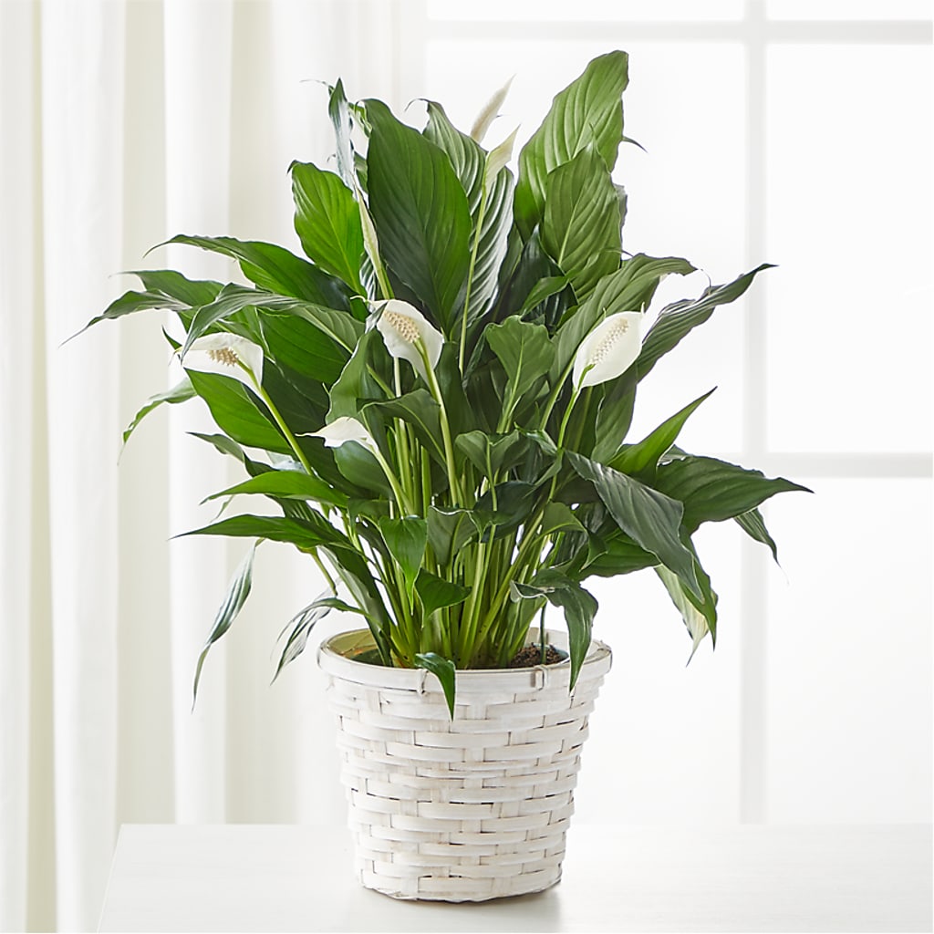 A New Leaf Peace Lily – FELTY-ROLAND FLORIST & PLANT INC, Elizabethton TN