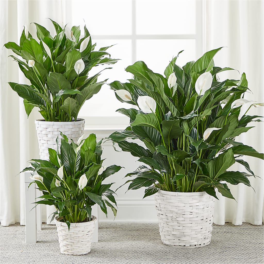 A New Leaf Peace Lily – FELTY-ROLAND FLORIST & PLANT INC, Elizabethton TN