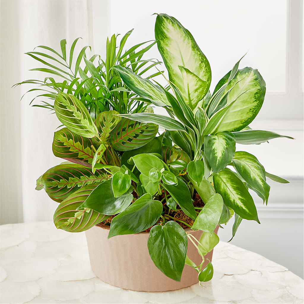 Balance & Harmony Dishgarden – FELTY-ROLAND FLORIST & PLANT INC, Elizabethton TN