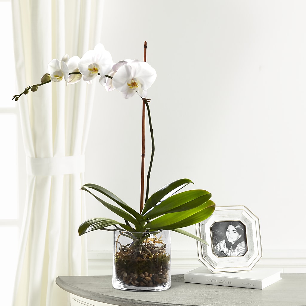 White Orchid Planter – FELTY-ROLAND FLORIST & PLANT INC, Elizabethton TN