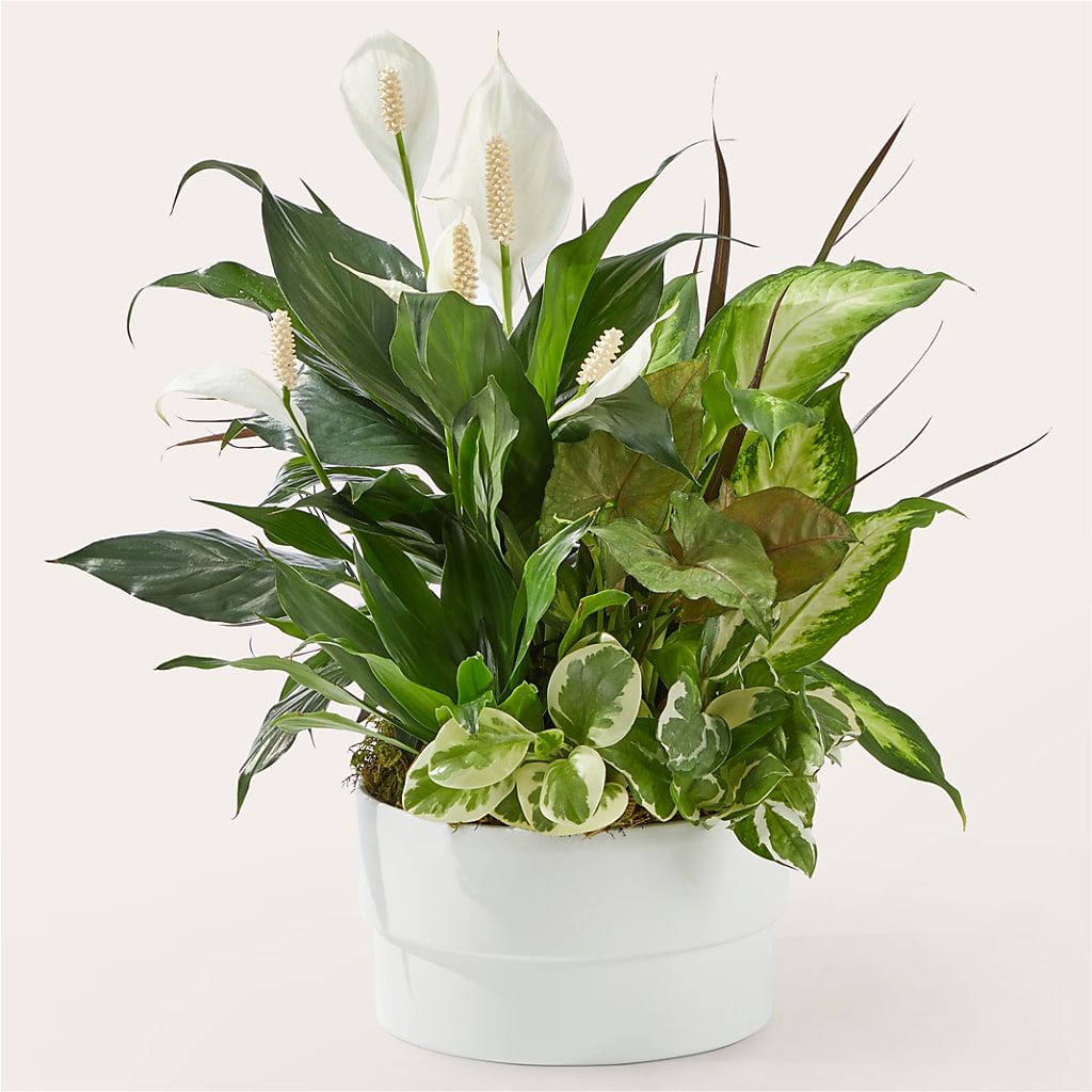 Radiating Positivity Dishgarden – FELTY-ROLAND FLORIST & PLANT INC, Elizabethton TN