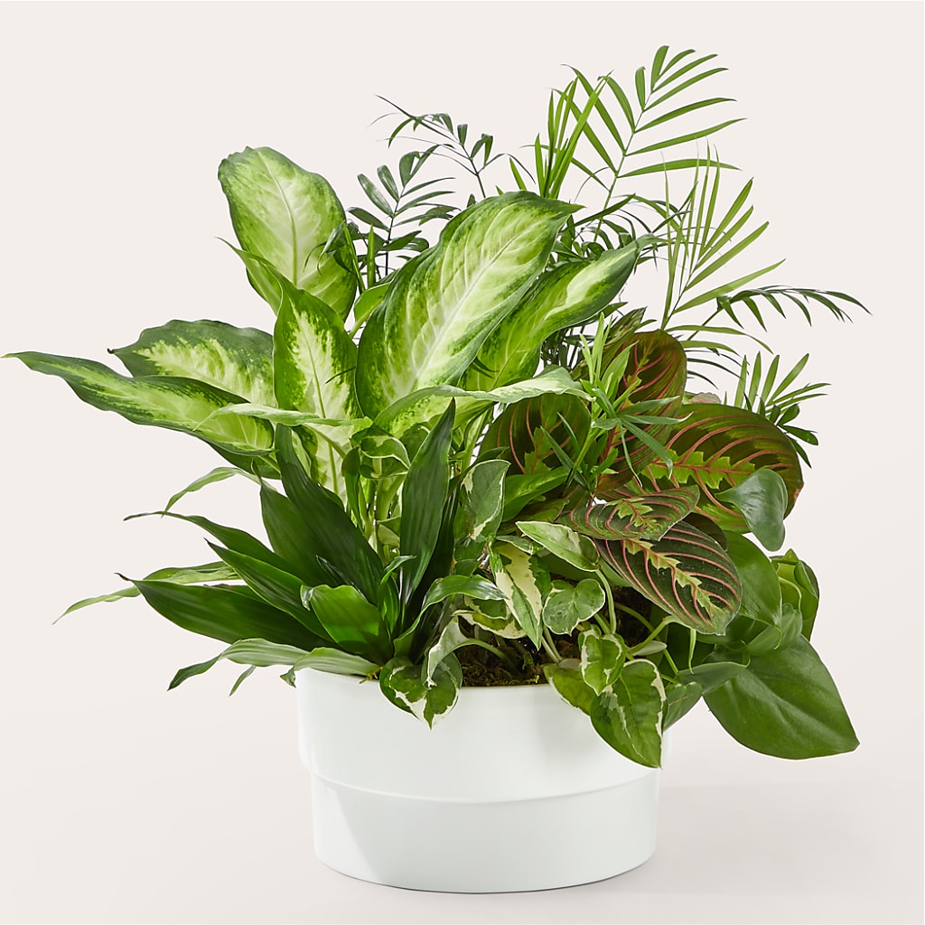 Radiating Positivity Dishgarden – FELTY-ROLAND FLORIST & PLANT INC, Elizabethton TN
