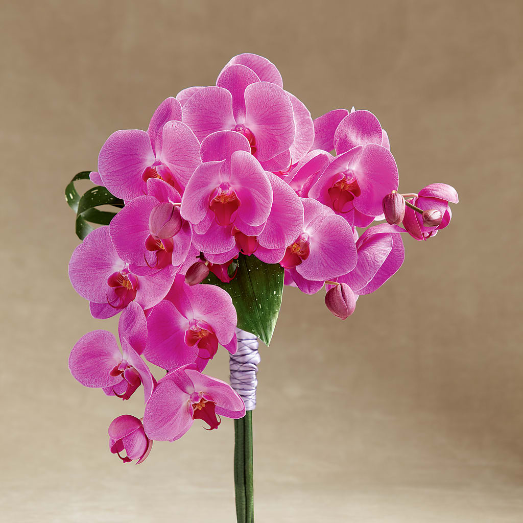 Glorious Bouquet – FELTY-ROLAND FLORIST & PLANT INC, Elizabethton TN