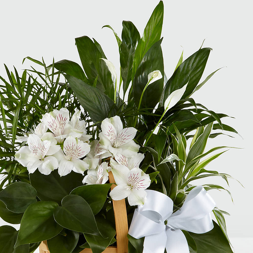 Peace & Serenity Dishgarden – FELTY-ROLAND FLORIST & PLANT INC, Elizabethton TN
