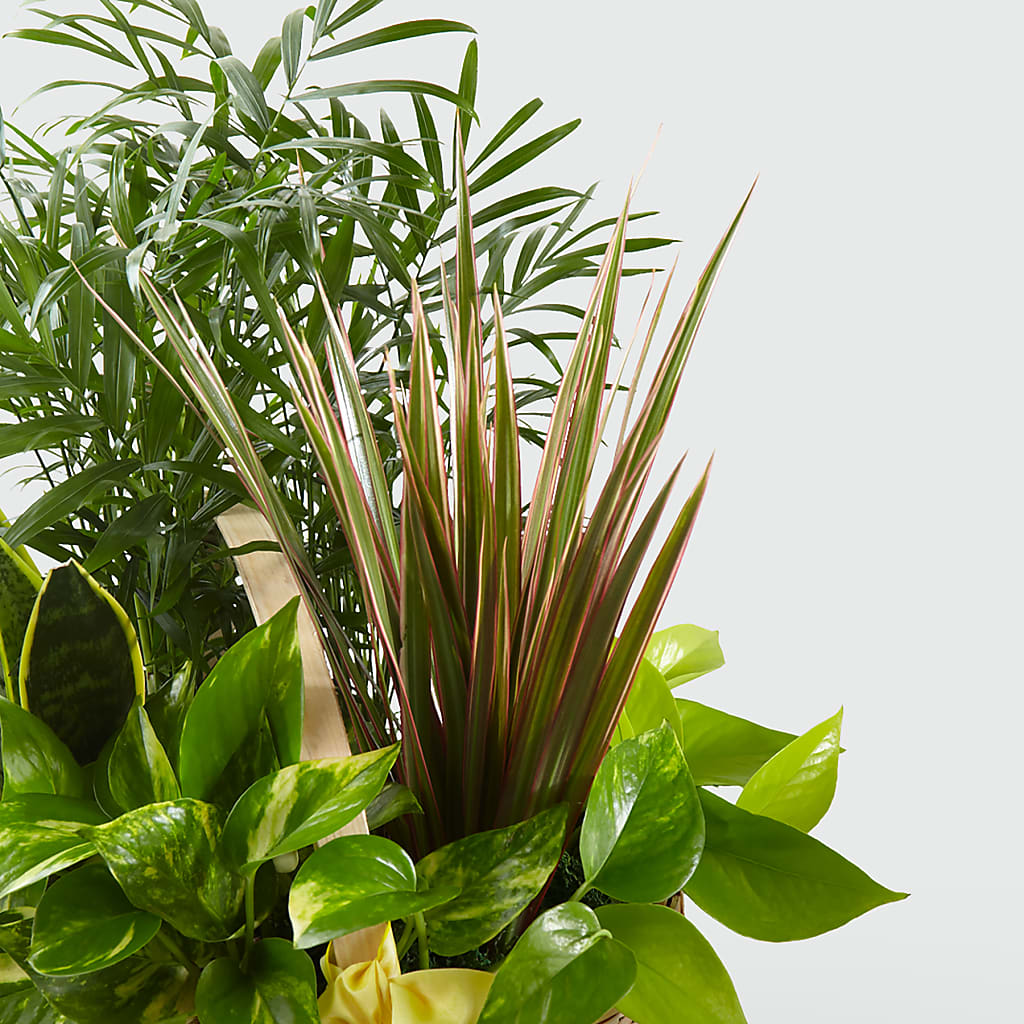 French Garden – FELTY-ROLAND FLORIST & PLANT INC, Elizabethton TN