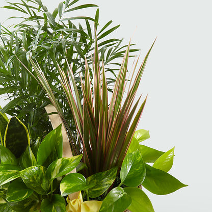 French Garden – FELTY-ROLAND FLORIST & PLANT INC, Elizabethton TN