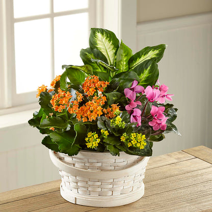Color Crush Dishgarden – FELTY-ROLAND FLORIST & PLANT INC, Elizabethton TN
