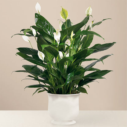 Comfort Planter – FELTY-ROLAND FLORIST & PLANT INC, Elizabethton TN