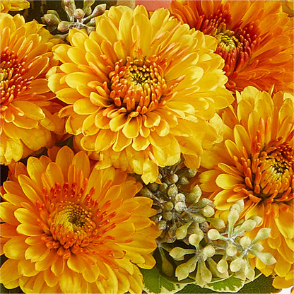 Peachy Pumpkin – FELTY-ROLAND FLORIST & PLANT INC, Elizabethton TN