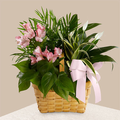Living Spirit Dishgarden – FELTY-ROLAND FLORIST & PLANT INC, Elizabethton TN