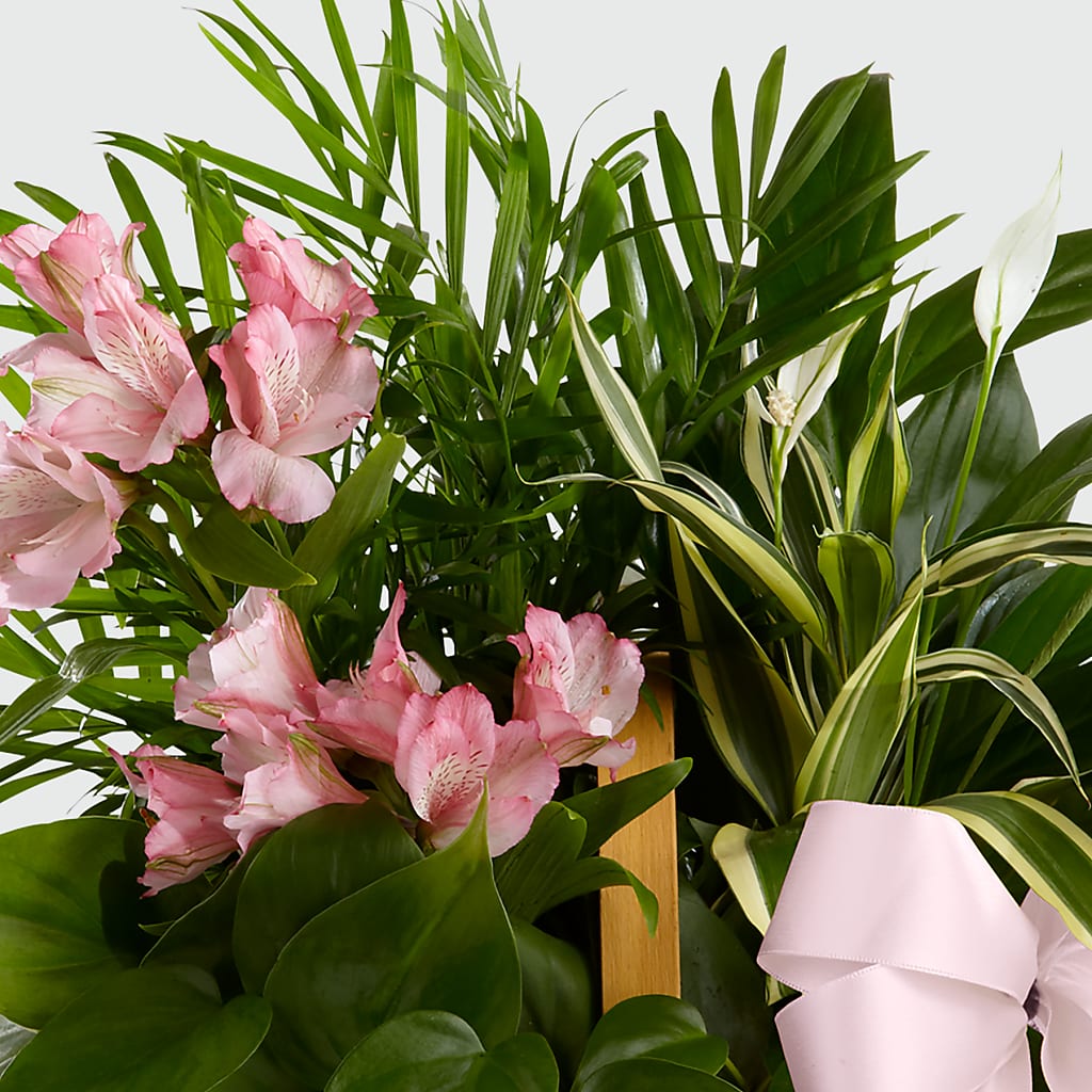 Living Spirit Dishgarden – FELTY-ROLAND FLORIST & PLANT INC, Elizabethton TN
