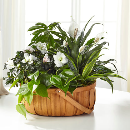Serene Dishgarden – FELTY-ROLAND FLORIST & PLANT INC, Elizabethton TN