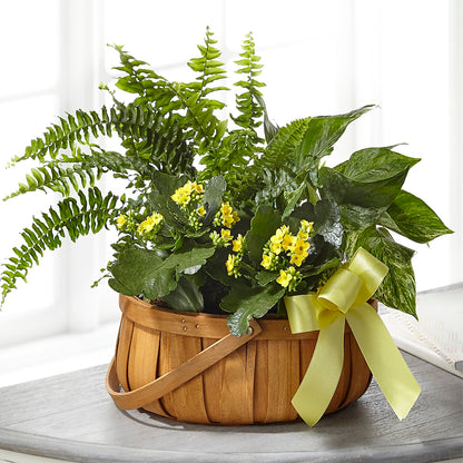 Always Dear Dishgarden – FELTY-ROLAND FLORIST & PLANT INC, Elizabethton TN