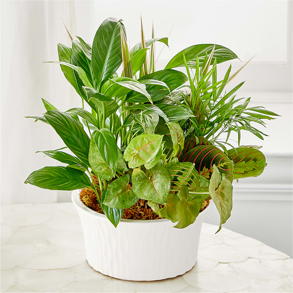 Balance & Harmony Dishgarden – FELTY-ROLAND FLORIST & PLANT INC, Elizabethton TN