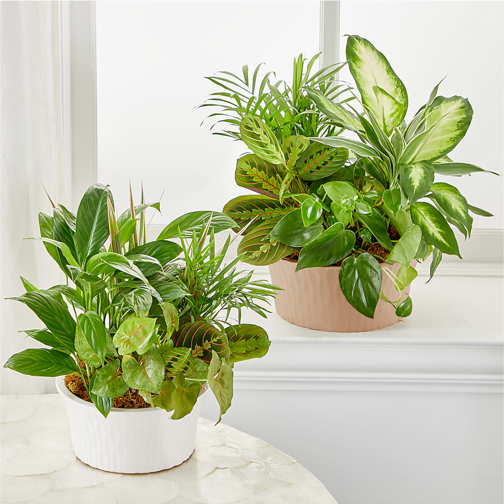 Balance & Harmony Dishgarden – FELTY-ROLAND FLORIST & PLANT INC, Elizabethton TN