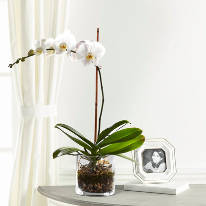 White Orchid Planter – FELTY-ROLAND FLORIST & PLANT INC, Elizabethton TN